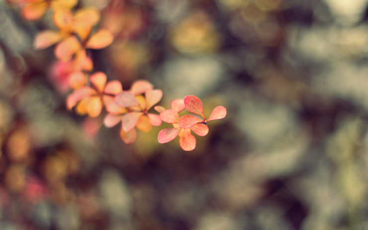 a branch of autumn leaves