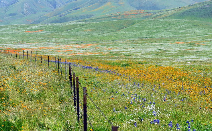 California wildflowers poppy popcorn flower