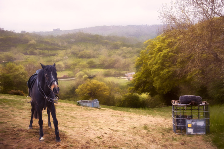 horse waiting in a Gloucester meadow