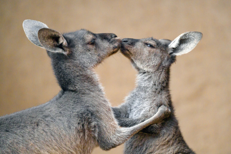 kangaroos kissing