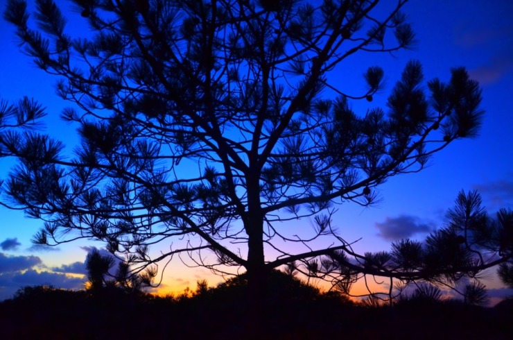 Christmas pine tree sunset