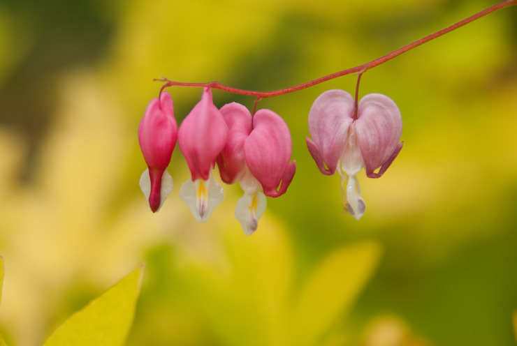 bleeding hearts golden background