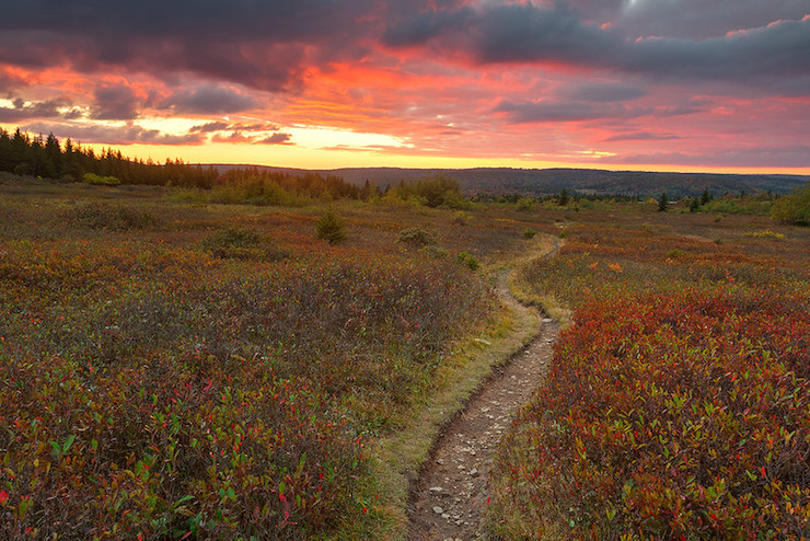 Dolly Sods Twilight Trail near Davis West Virginia The Brass Pineapple Inn