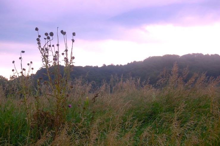 Illinois farm grassland