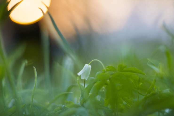 white anemone begin again