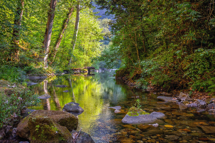 winding stream in forest