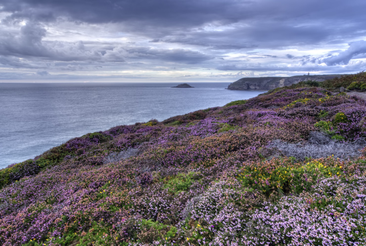 flowers by the sea Cap Fréhel - Bretagne