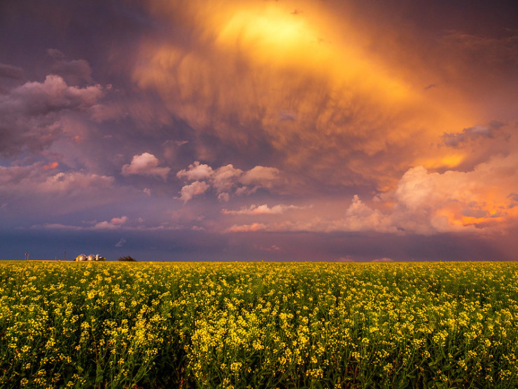 Storm clouds over field of canola