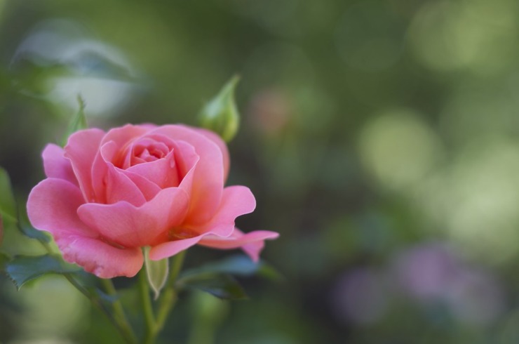 pink rose mildred's garden book