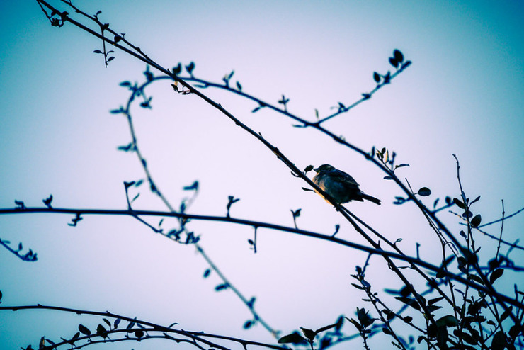 bird in thicket Sharon Hunter poet