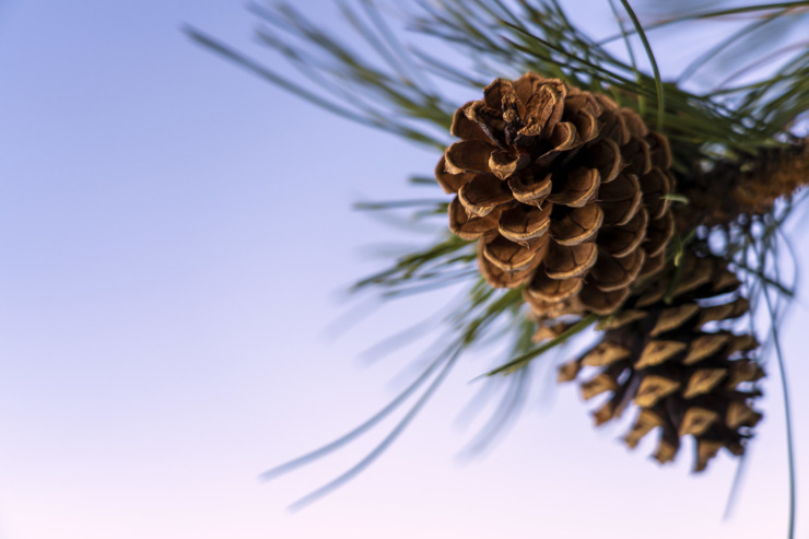 pine cones for homecoming poems