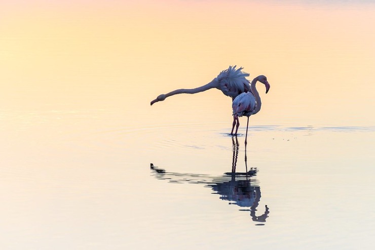 flamingos for new poet laura