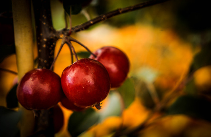 red crabapples on branch in sun