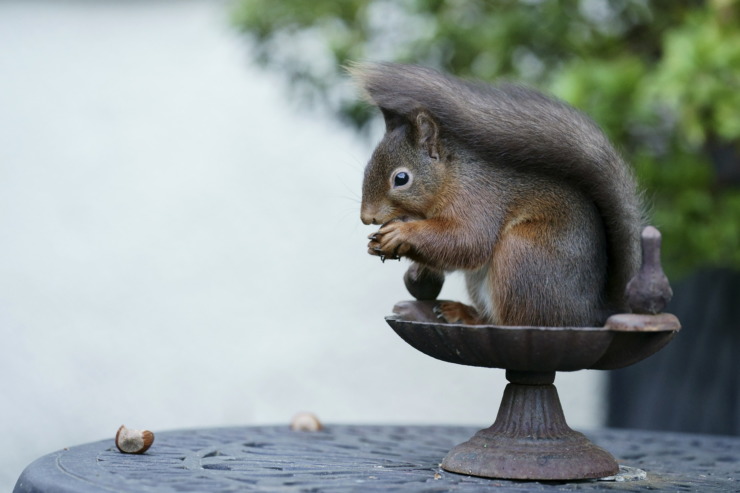 squirrel eating nuts