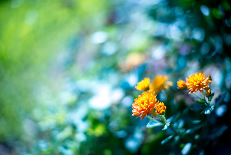 golden flowers on green bokeh