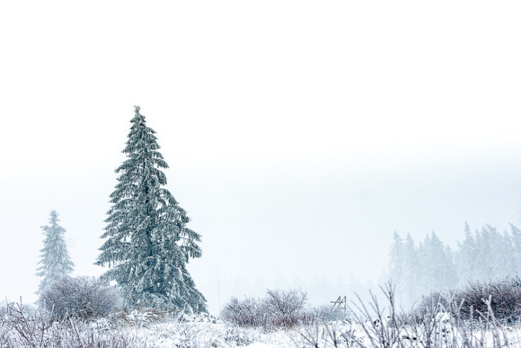 snowy fir tree