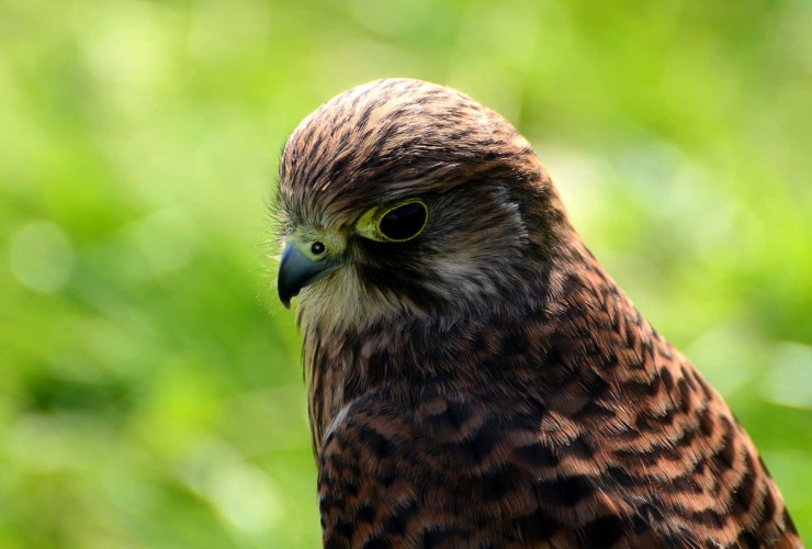 kestrel at the Hope Show