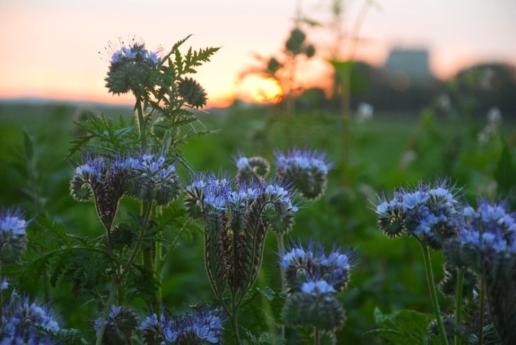 purple flowers in sunrise-praise poems