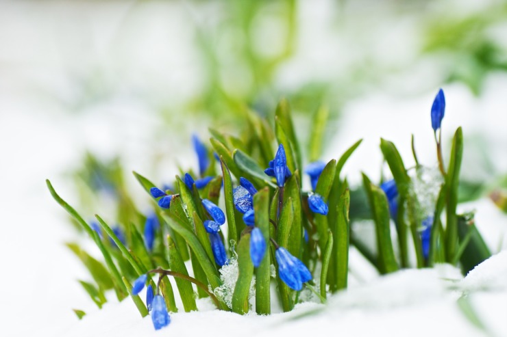 crocuses in snow wintering sylvia plath