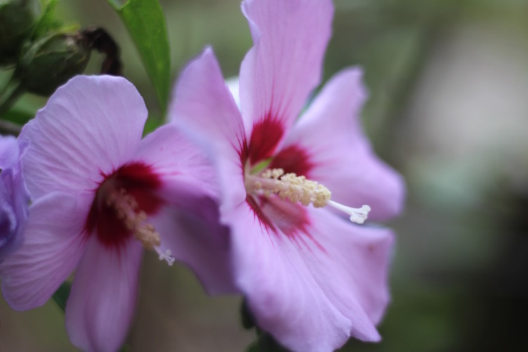 Titania and Oberon poem with Rose of Sharon