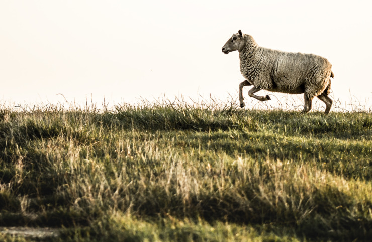 sheep king of the hill