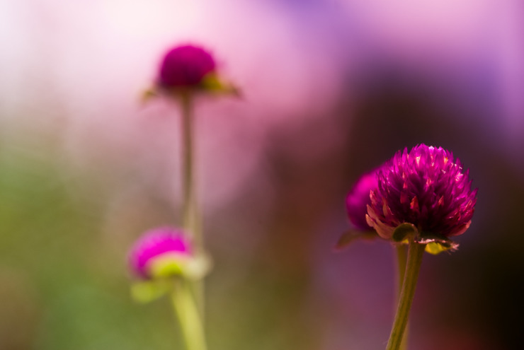 purple flowers out of focus