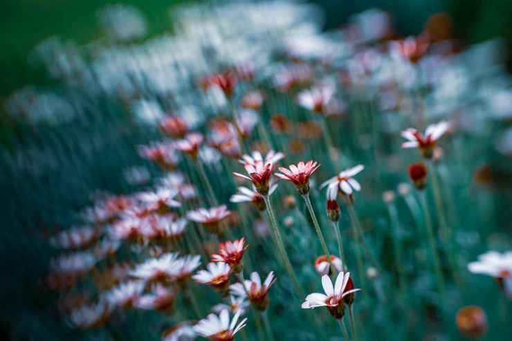 Field Flowers Justin Hamm