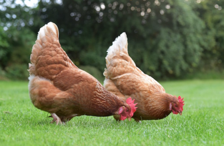 brown hybrid hens