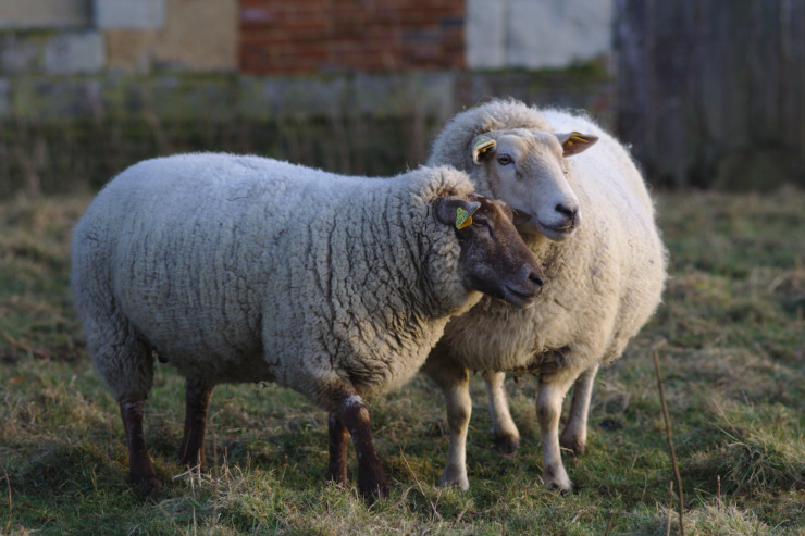 two sheep in a field-Babe