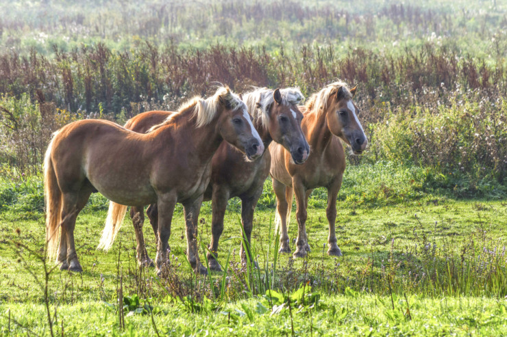 three horses in a field