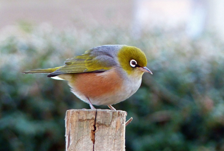 Silvereye bird New Zealand (Zosterops lateralis)