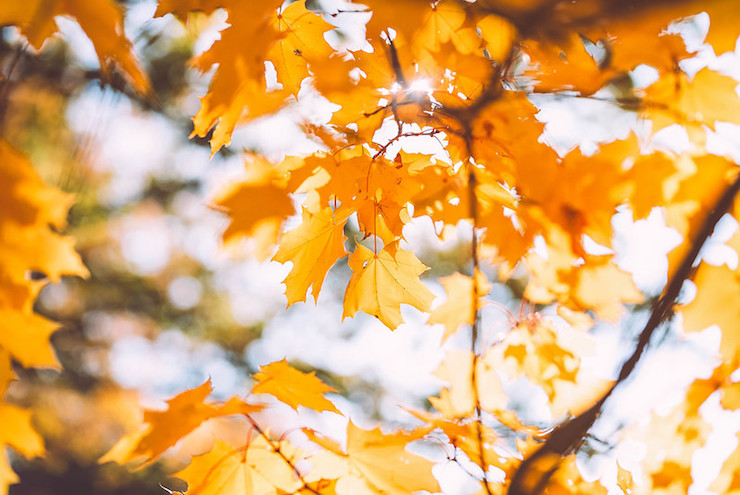 Vermont maple tree