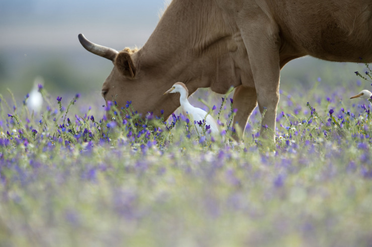 cow and egret blue flowers