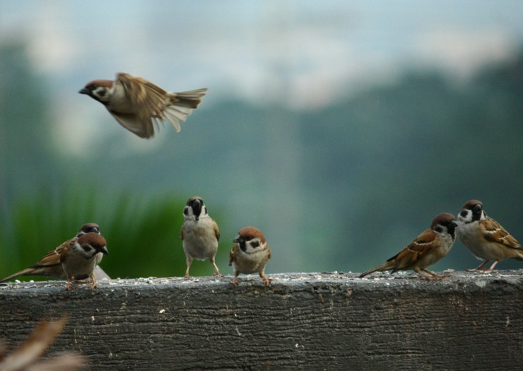 seven birds on a fence-form poetry for children