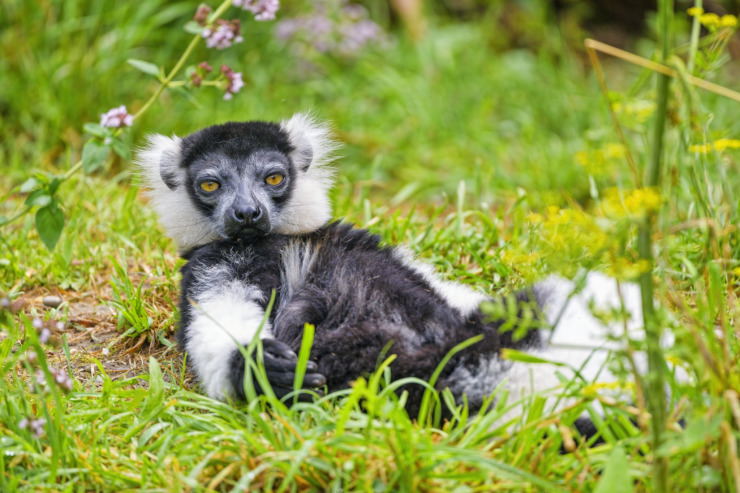 black and white ruffed lemur