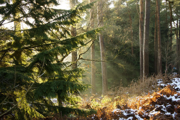 Delamere Forest in Winter Hoffman