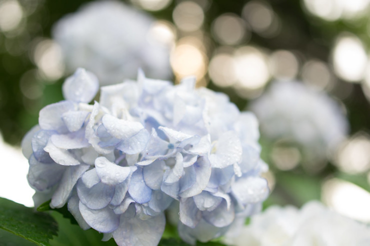 Hydrangea Martyn Hesford