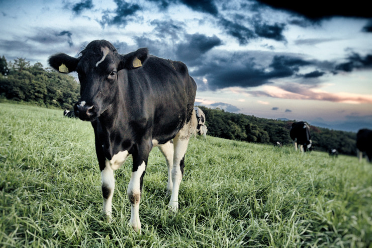 cattle in green field