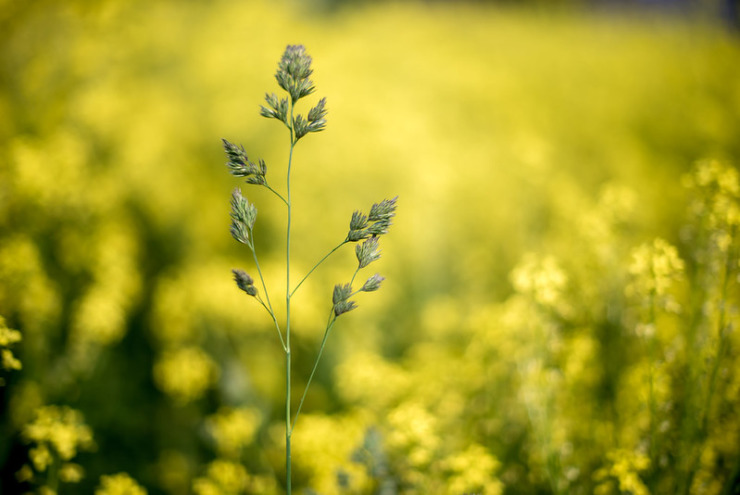 lone stalk in yellow flower bokeh