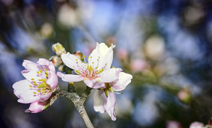 Almond Blossom Sara Eddy