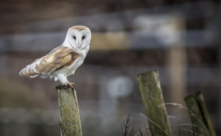 Vision Board Wild Barn Owl - Tyto alba