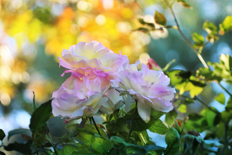 three pink flowers