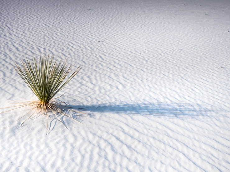 Desert Yahia Lababidi