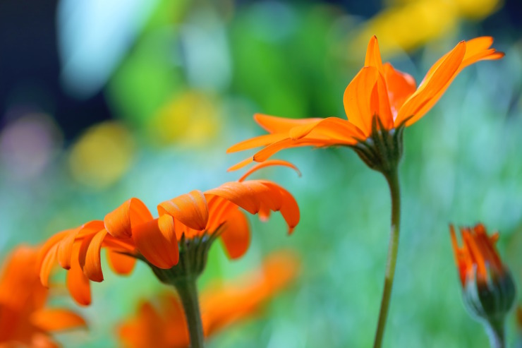 Orange Zinnias-High Res-Tell the Bees Poetry