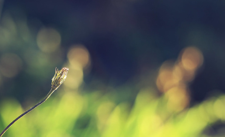 dry bud in sunlight bokeh