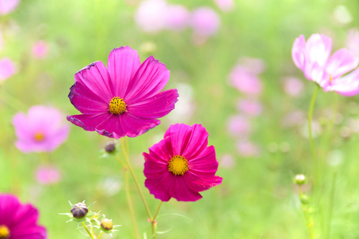 Cosmos Jacobson Center Eddy