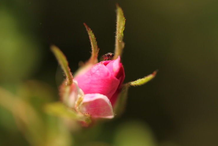 Rosebud Michal Choinski