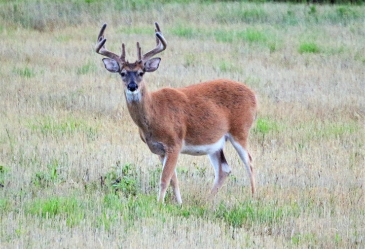 Wilhelm Gustloff deer looking