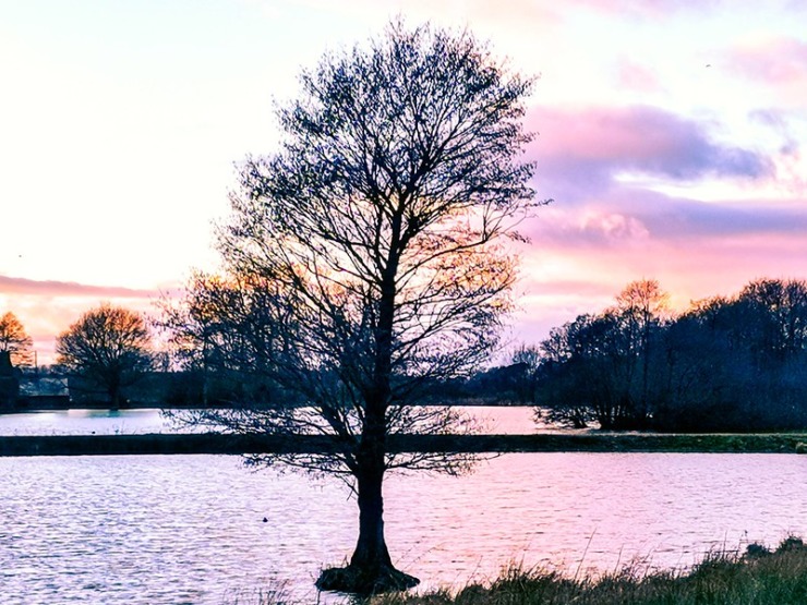 Tree in Lake Crawford bio of Eliot