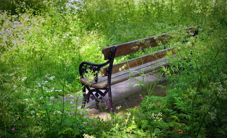 park bench in green foliage